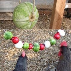 two chickens are standing in the dirt near some food on a string that is attached to a wooden post