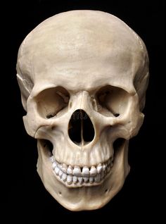 an image of a human skull with teeth