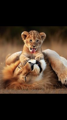 two young lions playing with each other in the grass, one laying on its back