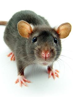 a gray rat standing on its hind legs and looking at the camera with an alert look