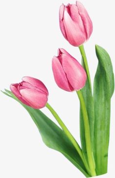 three pink tulips with green stems on a white background