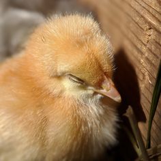 a small yellow bird sitting on top of a wooden floor next to a piece of wood