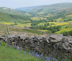 a stone wall in the middle of a field with blue flowers growing on it's side