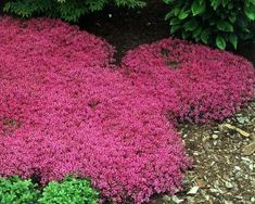 purple flowers are growing in the ground next to green plants