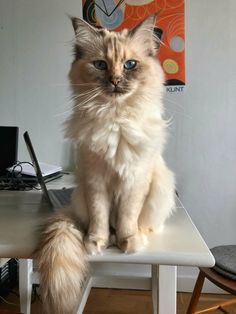 a cat sitting on top of a white table