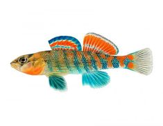 an orange and blue fish is swimming in the water