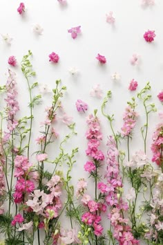 pink and white flowers against a white wall with butterflies on the wall behind them,