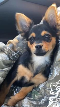 a small dog laying on top of a blanket