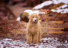 a brown dog standing on top of snow covered ground