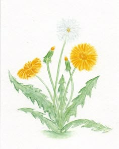 a watercolor painting of dandelions and leaves