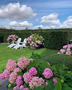 some pink flowers bushes and chairs in the grass