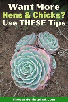 three succulent plants with the words want more hens and chicks? use these tips