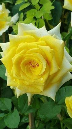 yellow and white roses with green leaves in the background