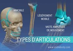 Articulations immobiles, articulations légèrement mobiles et articulations présentant une vaste amplitude de mouvement Surgical Nursing, Nursing School Tips