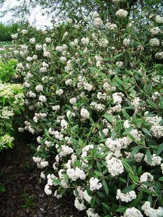 the white flowers are blooming on the bush in the garden and it is hard to tell