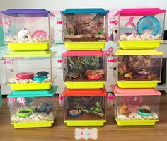 there are many plastic containers with animals in them