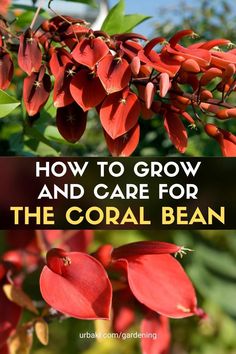 red flowers with the words how to grow and care for the coral bean on it