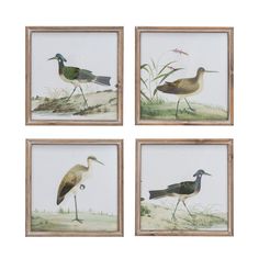 four framed paintings of birds on display in a wooden frame