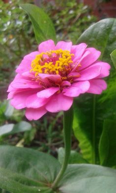 a pink flower with yellow center surrounded by green leaves