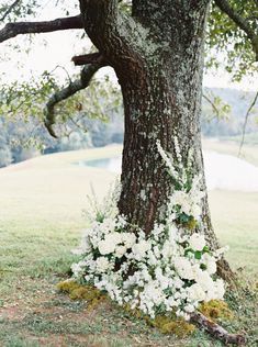 white flowers growing on the bark of a tree