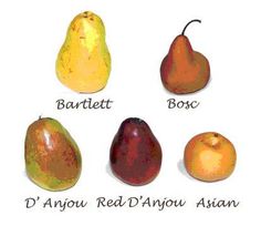 four different types of fruit are shown in this drawing