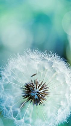 a dandelion with lots of seeds on it's head in front of a blurry background