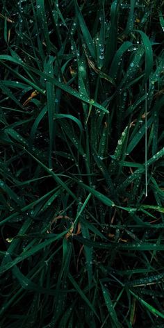 green grass with water drops on it