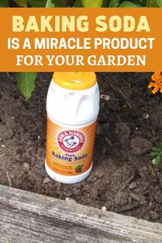 baking soda is a miracle product for your garden