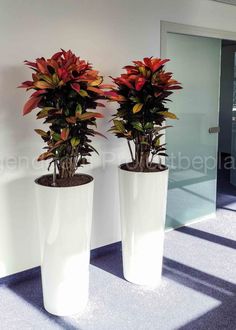 two large white vases with plants in them