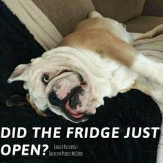 a dog laying on top of a couch with the caption did the fridge just open?