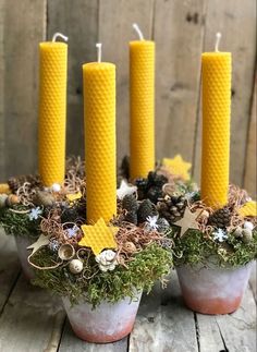 three yellow candles are sitting in small pots filled with moss and pineconi cones