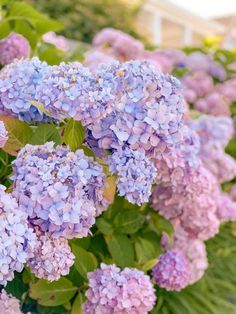 purple flowers with green leaves in the foreground