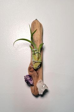 a piece of wood that has some plants on it