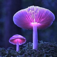 two purple mushrooms sitting on top of a moss covered ground