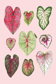 heart shaped leaves are arranged on a pink background