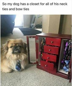 a dog sitting next to a red chest on the floor