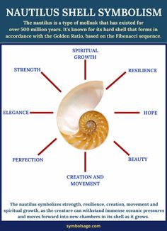 the nautius shell symbol is shown in this graphic above it's description