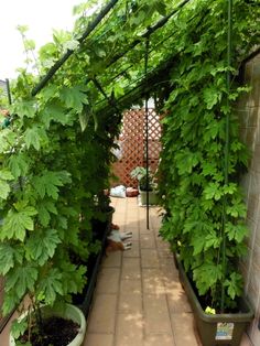 an indoor garden with lots of green plants