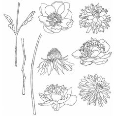 some flowers are drawn in black and white