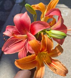 an orange and pink flower is in someone's hand on the sidewalk, next to some other flowers