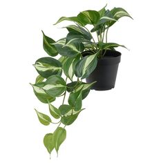 a green plant in a black pot on a white background