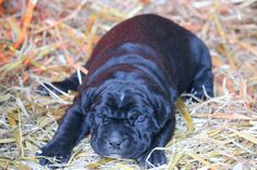 a small black dog laying on top of dry grass next to some yellow and orange straw