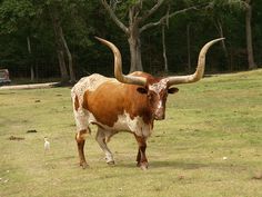 a brown and white cow with large horns standing in a grassy field next to trees