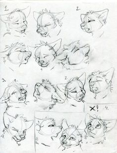 some drawings of cats that are in various stages of development, including the nose and head