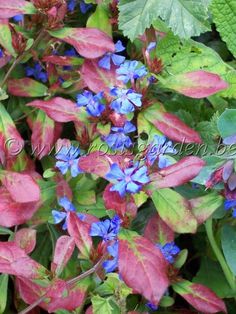 blue and pink flowers in the middle of green leaves