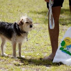 a small dog standing next to a person with a leash on it's neck