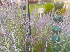 some purple flowers and green plants in a field with buildings in the backgrounnd