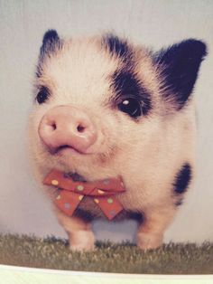 a small pig with a bow tie on it's neck