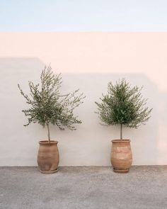 three potted plants are lined up against a wall