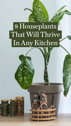 a potted plant sitting on top of a wooden table next to coins and other items